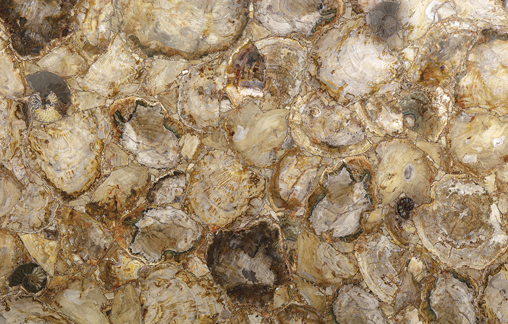 Brown Petrified Wood